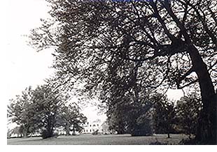 Oak Hill through the trees